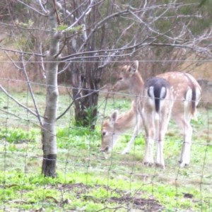 bambis-deer