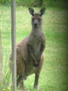 kangaroo-doorway